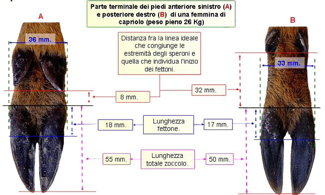 Chi l''ha lasciate?